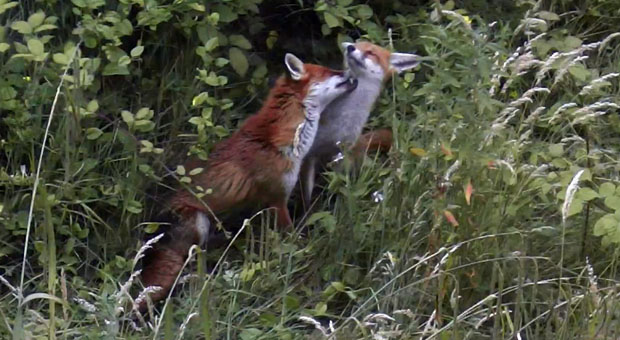 foxy5