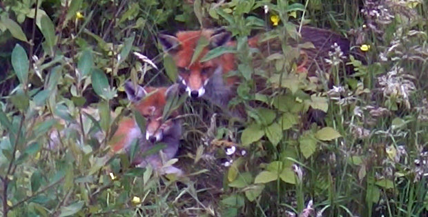 Foxy’s Back and this time brought a friend (Video)